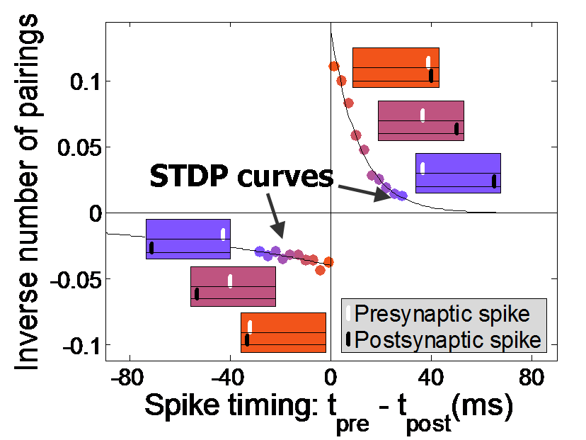 Thesis Chip STDP data